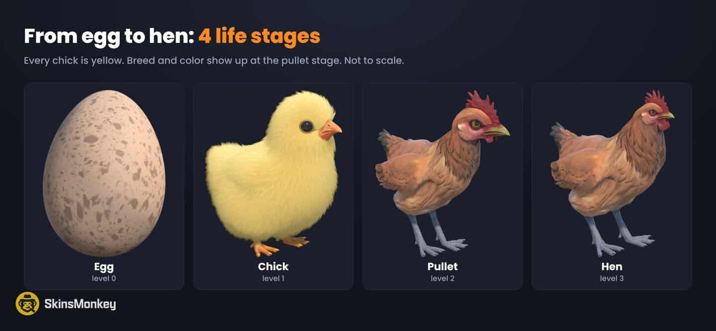 CS2 pet chicken life stages from egg and yellow chick to pullet and hen